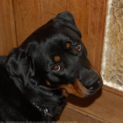 Photo de Rottweiler