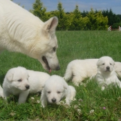 Photo de Berger blanc suisse