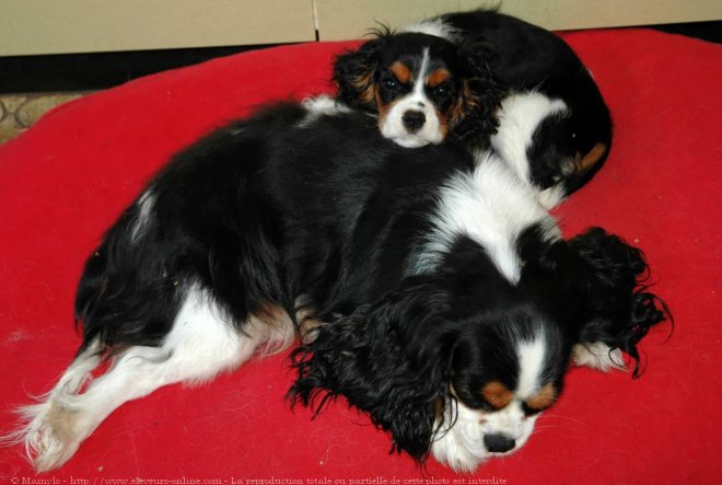 Photo de Cavalier king charles spaniel