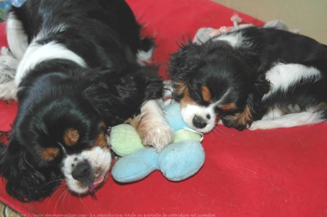 Photo de Cavalier king charles spaniel