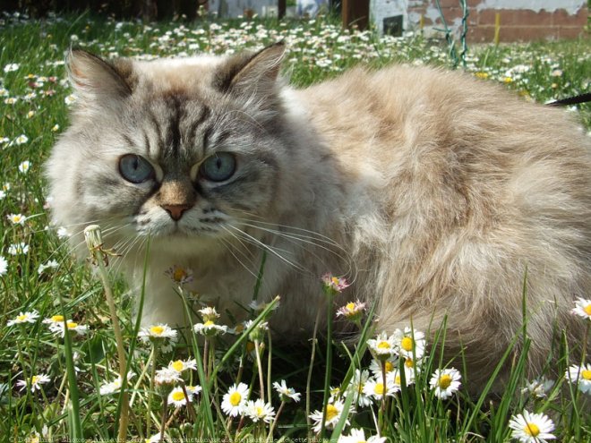 Photo de Sacr de birmanie