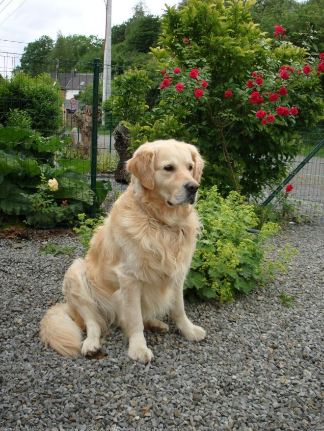 Photo de Golden retriever