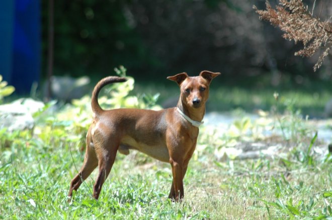 Photo de Pinscher nain