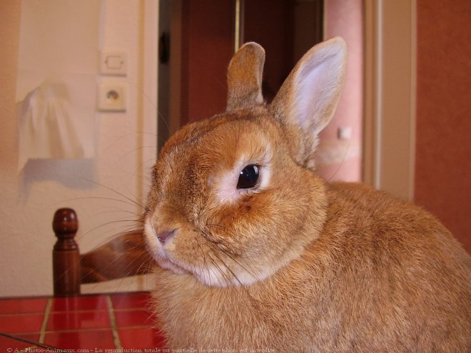 Photo de Lapin