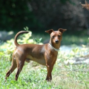 Photo de Pinscher nain