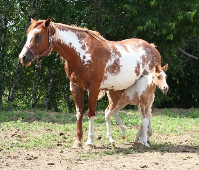 Photo de Paint horse