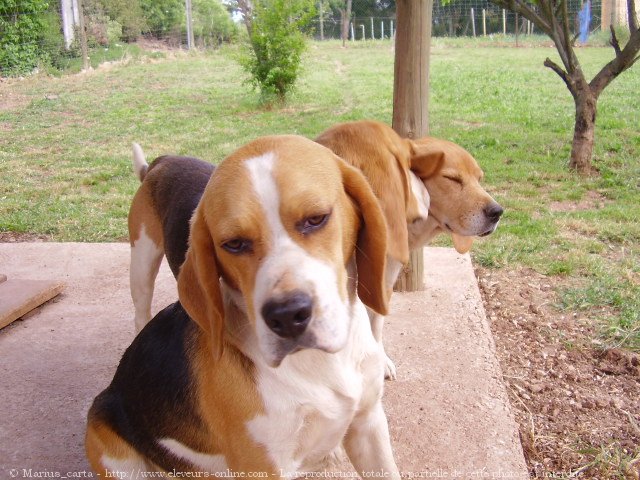 Photo de Beagle