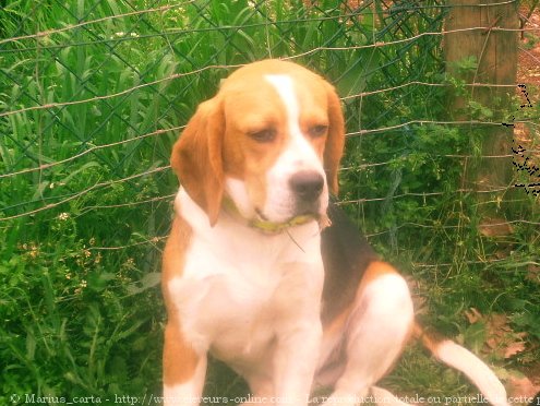 Photo de Beagle