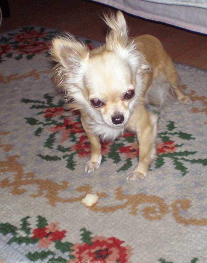 Photo de Chihuahua  poil long