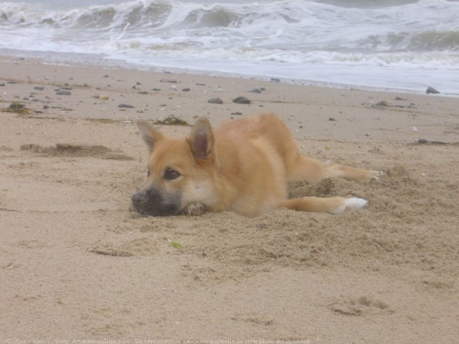 Photo de Chien de berger islandais