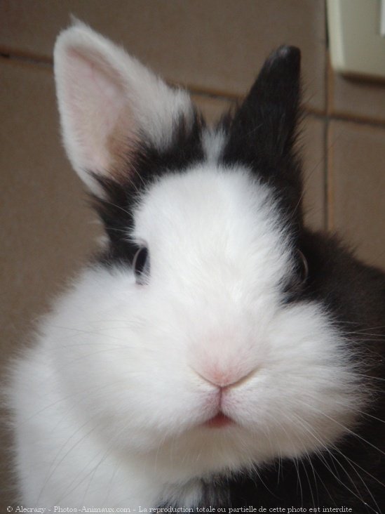 Photo de Lapin