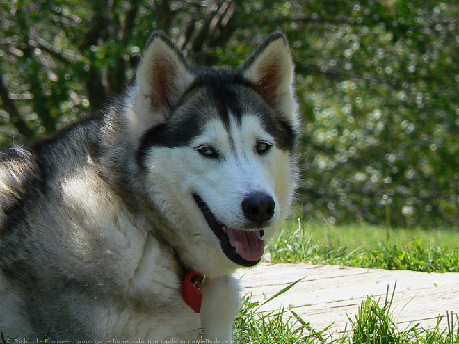 Photo de Husky siberien