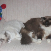 Photo de Ragdoll