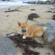 Photo de Chien de berger islandais