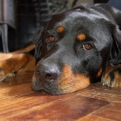 Photo de Rottweiler