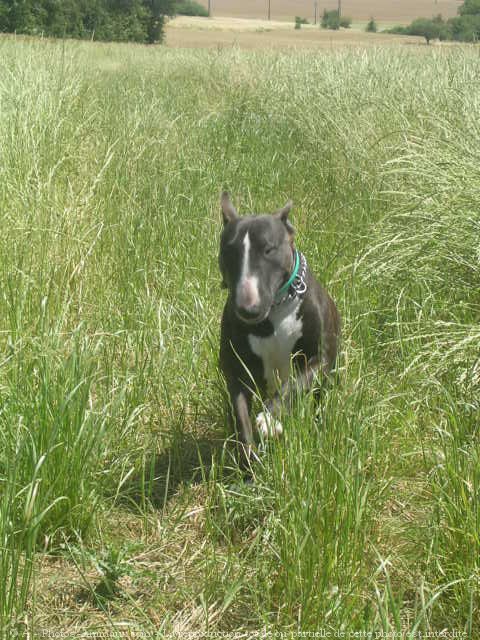 Photo de Bull terrier miniature