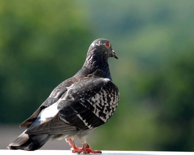 Photo de Pigeon - biset