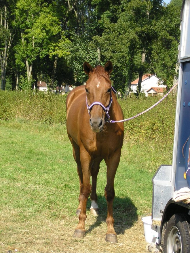 cheval de selle 5 lettres