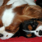 Photo de Cavalier king charles spaniel