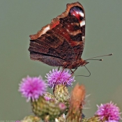 Photo de Papillon