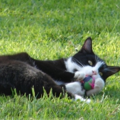 Photo de Chat domestique