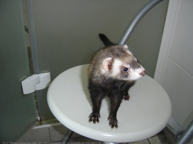 Photo de Furet