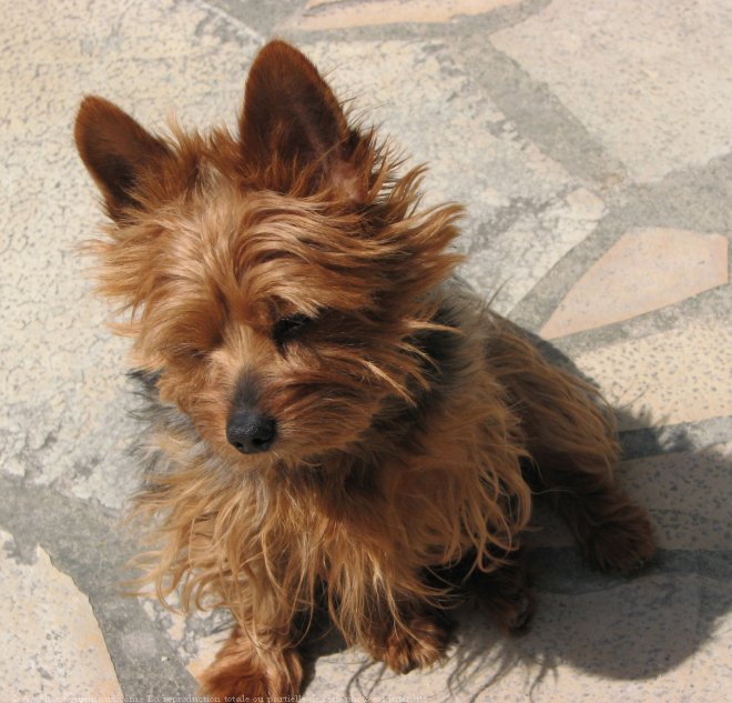 Photo de Yorkshire terrier