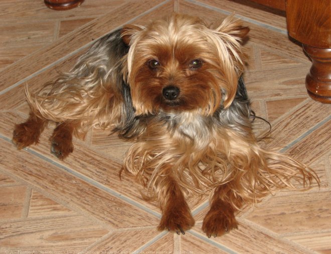 Photo de Yorkshire terrier