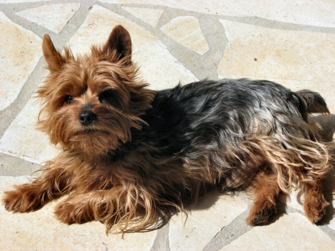 Photo de Yorkshire terrier