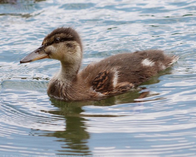 Photo de Canard