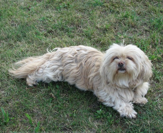 Photo de Lhassa apso