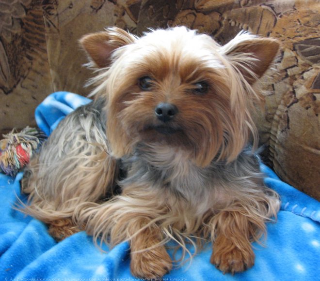 Photo de Yorkshire terrier