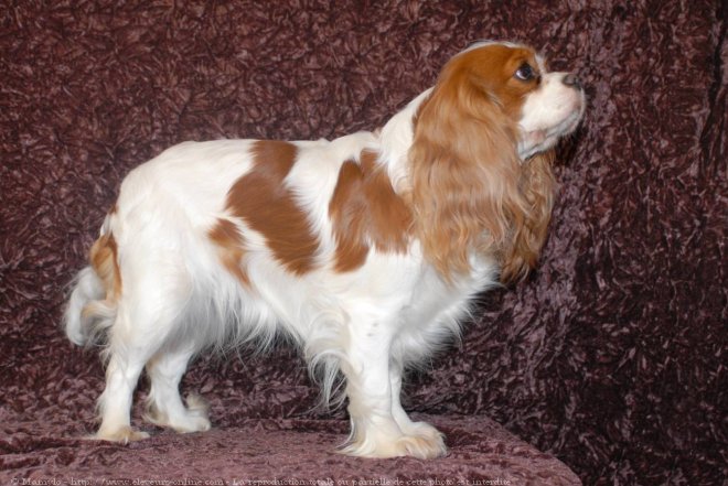 Photo de Cavalier king charles spaniel