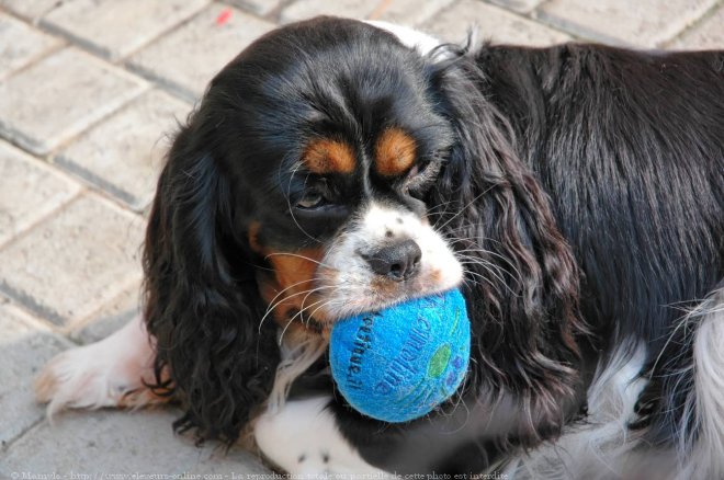 Photo de Cavalier king charles spaniel