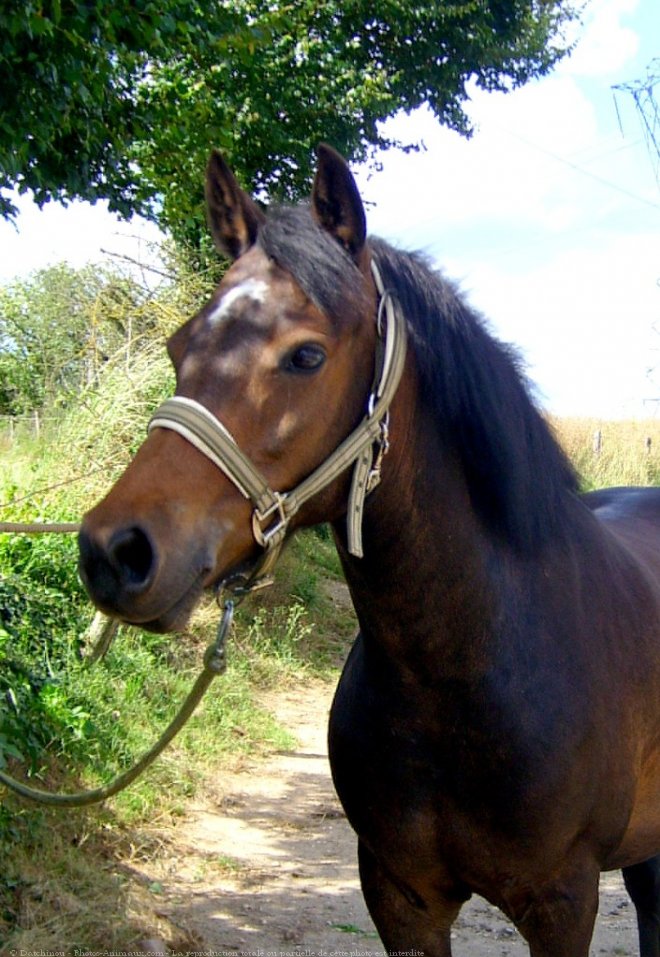 Photo de Poney franais de selle