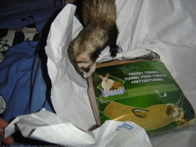 Photo de Furet