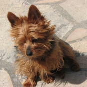 Photo de Yorkshire terrier