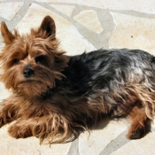 Photo de Yorkshire terrier