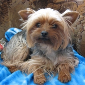 Photo de Yorkshire terrier