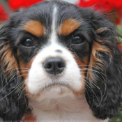 Photo de Cavalier king charles spaniel