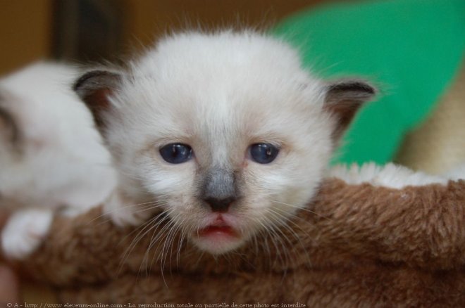 Photo de Sacr de birmanie