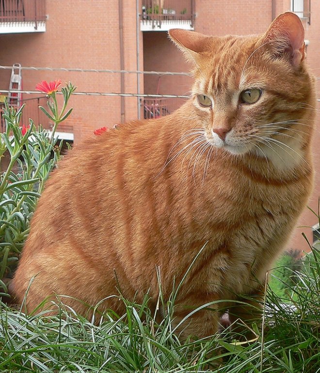 Photo de Chat domestique