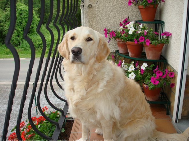 Photo de Golden retriever