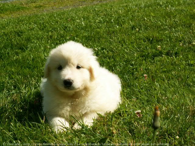 Photo de Chien de montagne des pyrnes