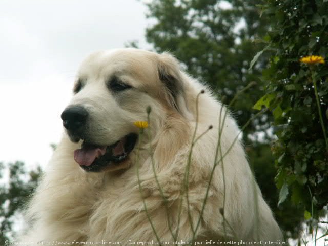 Photo de Chien de montagne des pyrnes