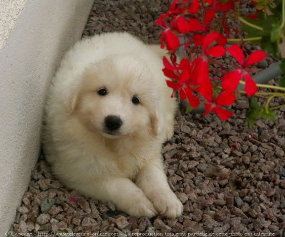 Photo de Chien de montagne des pyrnes