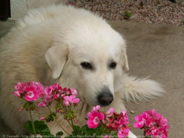 Photo de Chien de montagne des pyrnes