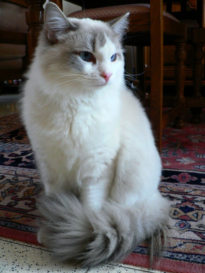 Photo de Ragdoll