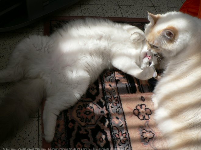 Photo de Ragdoll