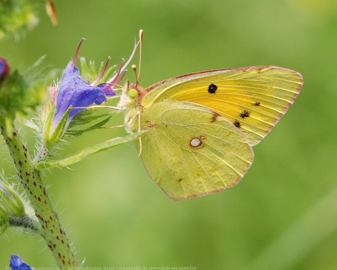 Photo de Papillon